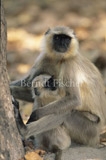 Hanuman-Langur mit Jungtier - Zum Vergroessern klicken!