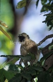 Hanuman-Langur in Baum - Zum Vergroessern klicken!