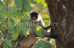 Hanuman-Langur drohend - Zum Vergroessern klicken!