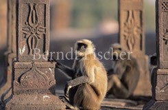Hanuman-Languren in Hindu-Tempel - Zum Vergroessern klicken!