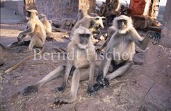 Hanuman-Languren in Hindu-Tempel - Zum Vergroessern klicken!