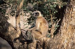 Hanuman-Langur in Baum sitzend - Zum Vergroessern klicken!