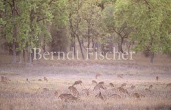 Axishirsche im Grasland weidend - Zum Vergroessern klicken!