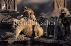 Hanuman-Languren in Hindu-Tempel - Zum Vergroessern klicken!