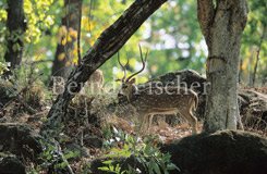 Axishirsch in Laubwald - Zum Vergroessern klicken!