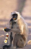 Hanuman-Langur frisst Blumen - Zum Vergroessern klicken!