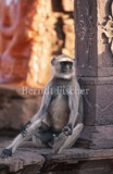Hanuman-Langur in Hindu-Tempel - Zum Vergroessern klicken!