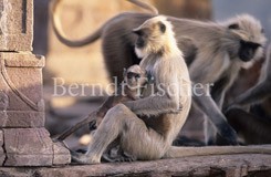 Hanuman-Langur mit Baby - Zum Vergroessern klicken!