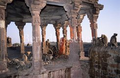 Hanuman-Languren in Hindu-Tempel - Zum Vergroessern klicken!