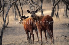 Sambarhirsche in Trockenwald - Zum Vergroessern klicken!