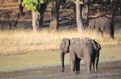 Indischer Elefant an Wasserstelle - Zum Vergroessern klicken!
