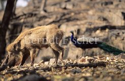 Wildschwein und Pfau - Zum Vergroessern klicken!