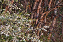 Obstbaum - Zum Vergroessern klicken!