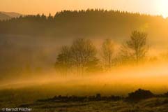 Bayerischer Wald - Zum Vergroessern klicken!