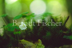 Sauerklee - Zum Vergroessern klicken!