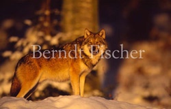 Wolf im Abendlicht - Zum Vergroessern klicken!