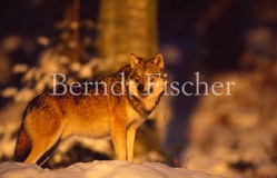 Wolf im Abendlicht - Zum Vergroessern klicken!