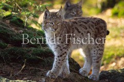 Luchs Jungtier mit Mutter - Zum Vergroessern klicken!