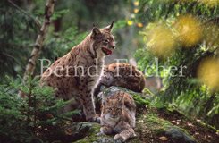 Luchs-Familie - Zum Vergroessern klicken!