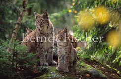 Luchs-Familie - Zum Vergroessern klicken!