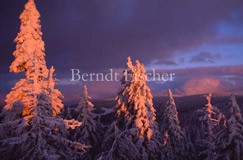 verschneite Bergfichten im Abendlicht - Zum Vergroessern klicken!