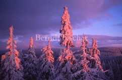 verschneite Bergfichten im Abendlicht - Zum Vergroessern klicken!