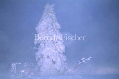 Schneeskuptur am Lusen-Gipfel - Zum Vergroessern klicken!