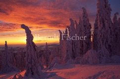 verschneiter Bergwald Sonnenuntergang - Zum Vergroessern klicken!