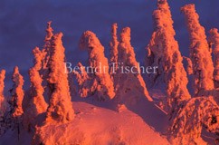 Gipfel Dreisesselberg Abendrot - Zum Vergroessern klicken!