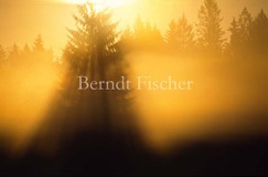 Fichte Nebel Sonnenaufgang - Zum Vergroessern klicken!