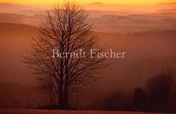 kahle Buche Mittelgebirge Bergketten Sonnenuntergang - Zum Vergroessern klicken!