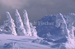 Arber Gipfel Schnee verschneite Bergfichten - Zum Vergroessern klicken!