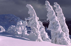 Arber Gipfel Schnee verschneite Bergfichten - Zum Vergroessern klicken!