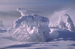 Arber Gipfel Schnee verschneite Bergfichten  - Zum Vergroessern klicken!