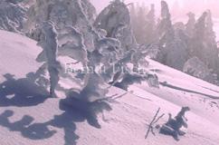 Arber Gipfel Schnee verschneite Bergfichten  - Zum Vergroessern klicken!