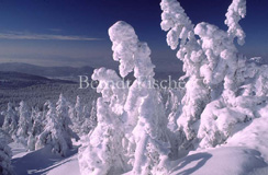 Arber Gipfel Schnee verschneite Bergfichten  - Zum Vergroessern klicken!