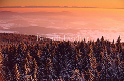 Sonnenuntergang Haidel Fichtenwald  - Zum Vergroessern klicken!