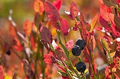 Heidelbeeren - Zum Vergroessern klicken!
