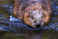 Biber schwimmend - Zum Vergroessern klicken!