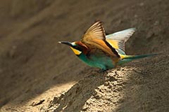 Bienenfresser - Zum Vergroessern klicken!