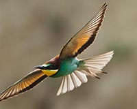 Bienenfresser - Zum Vergroessern klicken!