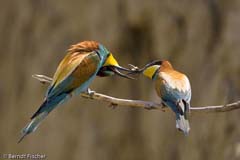 Bienenfresser - Zum Vergroessern klicken!