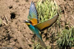 Bienenfresser - Zum Vergroessern klicken!