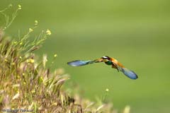 Bienenfresser - Zum Vergroessern klicken!