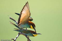 Bienenfresser - Zum Vergroessern klicken!