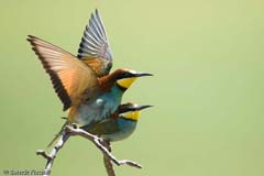 Bienenfresser  - Zum Vergroessern klicken!