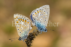 Blulinge sp. - Zum Vergroessern klicken!