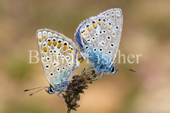 Blulinge sp. - Zum Vergroessern klicken!