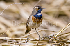 Blaukehlchen - Zum Vergroessern klicken!