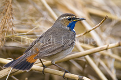 Blaukehlchen - Zum Vergroessern klicken!